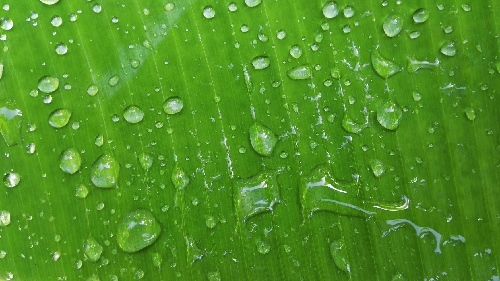 Banana leaf background with raindrops for your graphic design, banner, website or presentation. photo