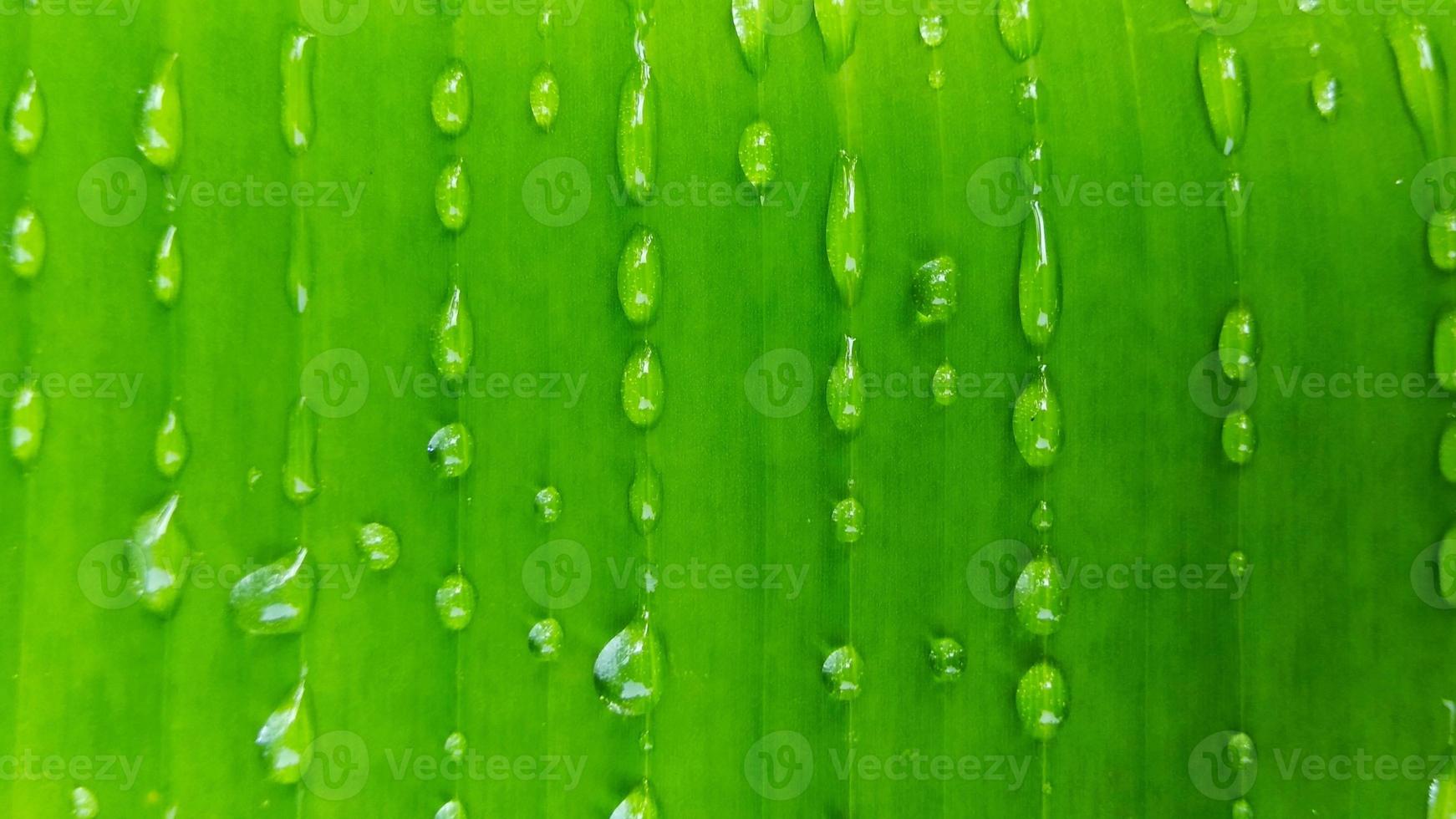 Green banana leaf background with raindrops for your graphic design, banner, website or presentation. Vector illustration photo