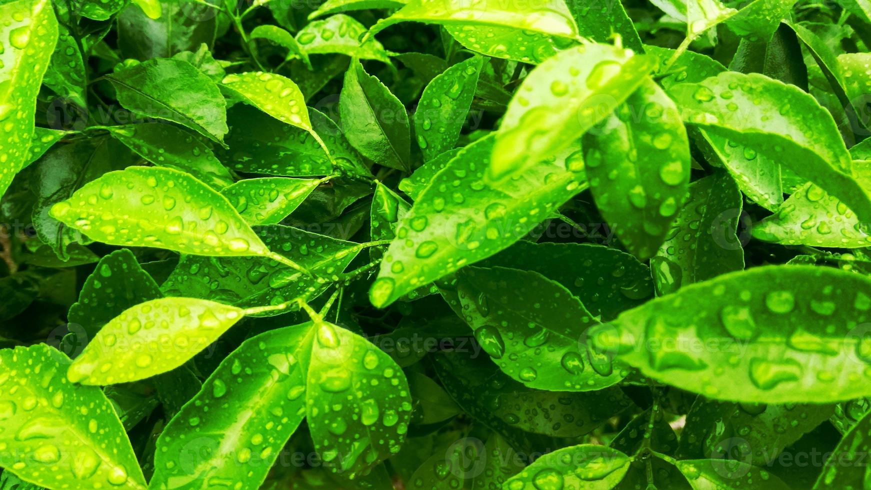 Green leaf background with raindrops for your graphic design, banner, website or presentation. Vector illustration photo