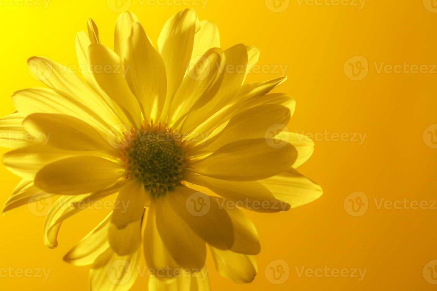 Common Daisy . Back lighted frontal view . Close up photo