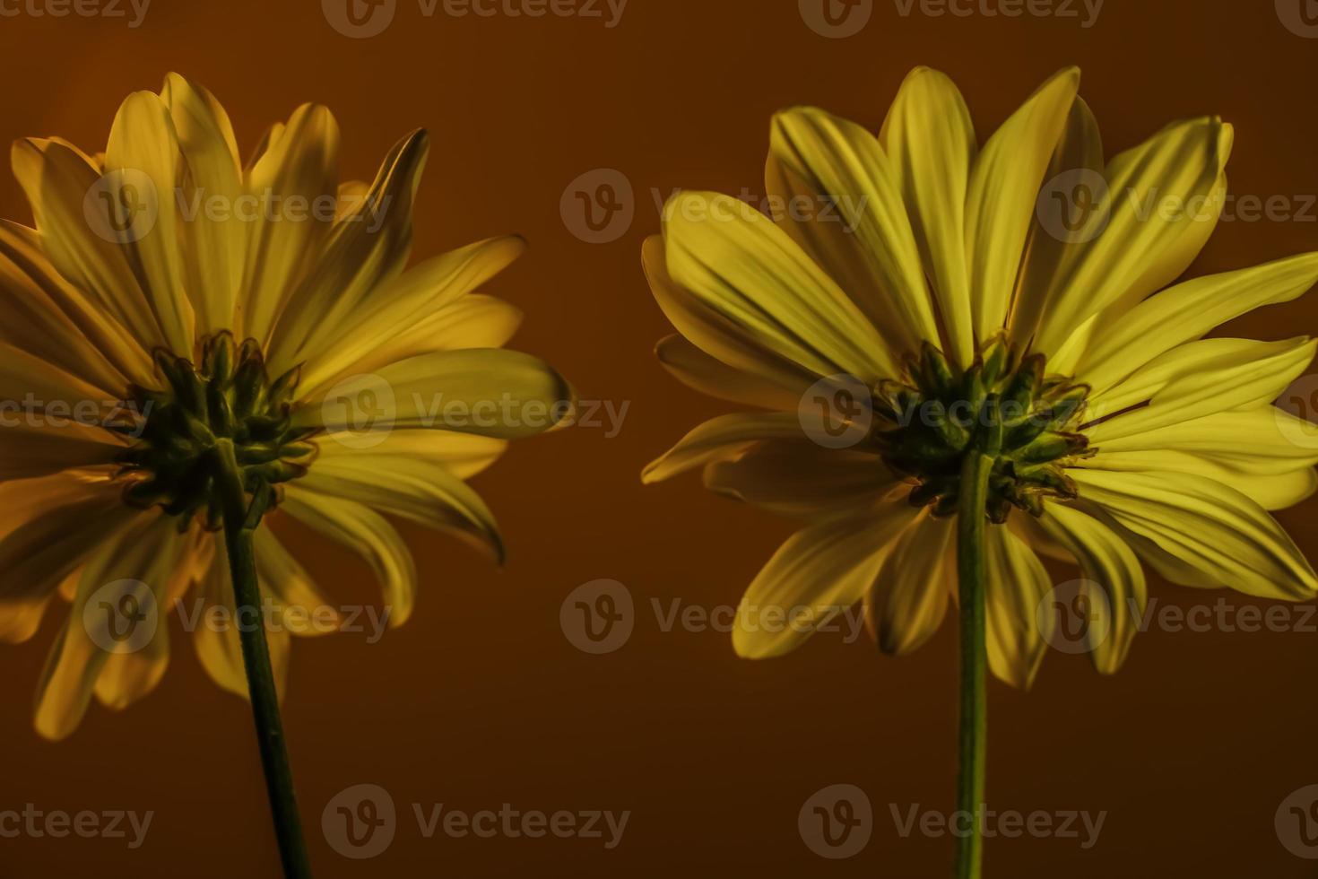 Two Common Daisies . Rear view . Close up photo