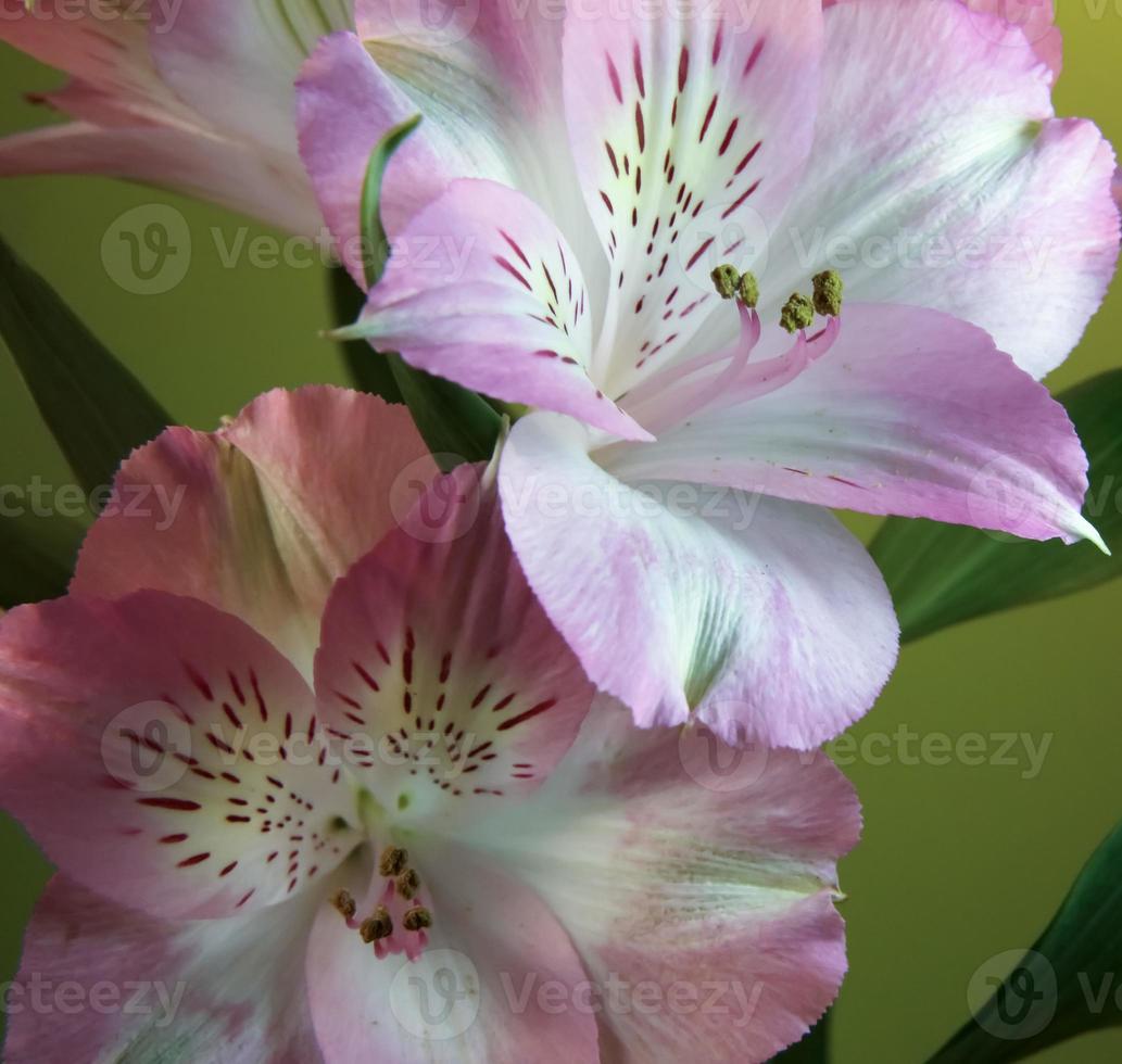 Peruvian lilies . Two blooms . Close up photo