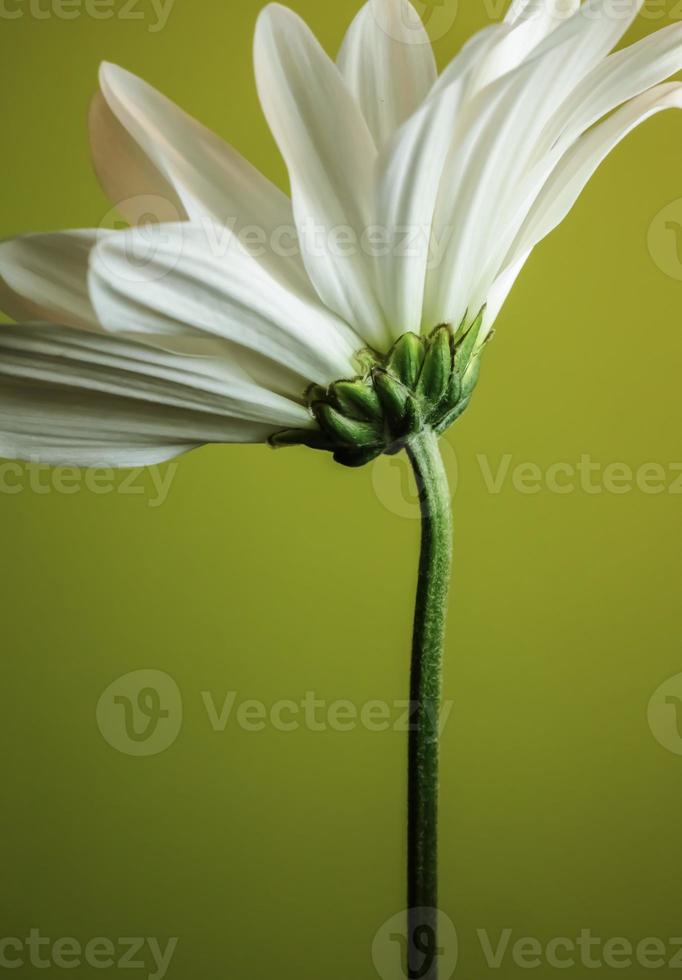 margarita común, sola flor. vertical foto