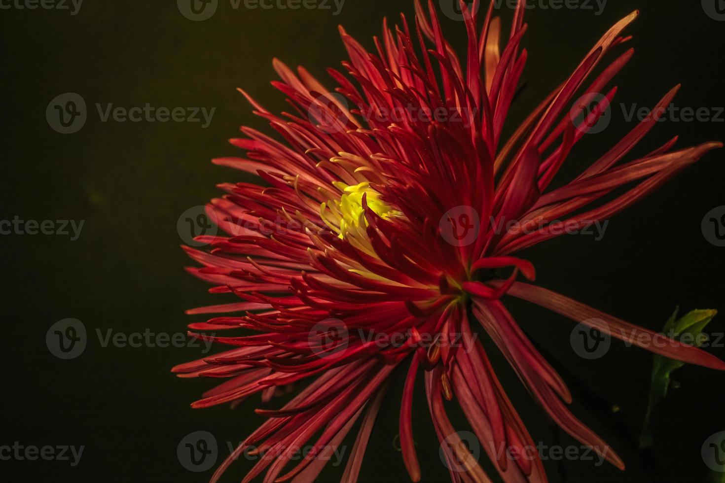 Florist's daisy . Oblique view . Close up photo