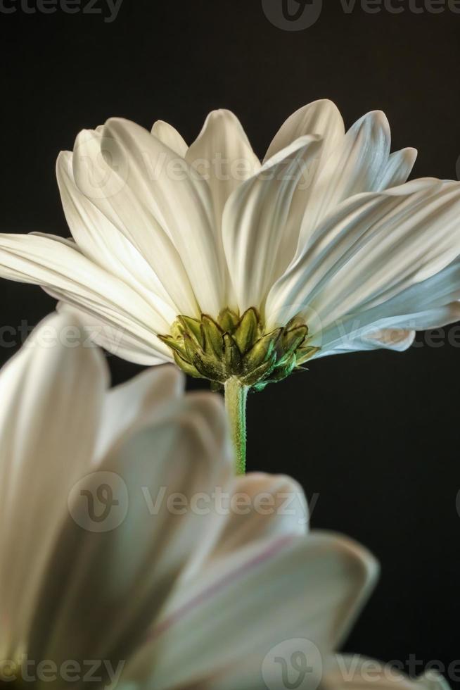 Common Daisy . From below . Close up photo