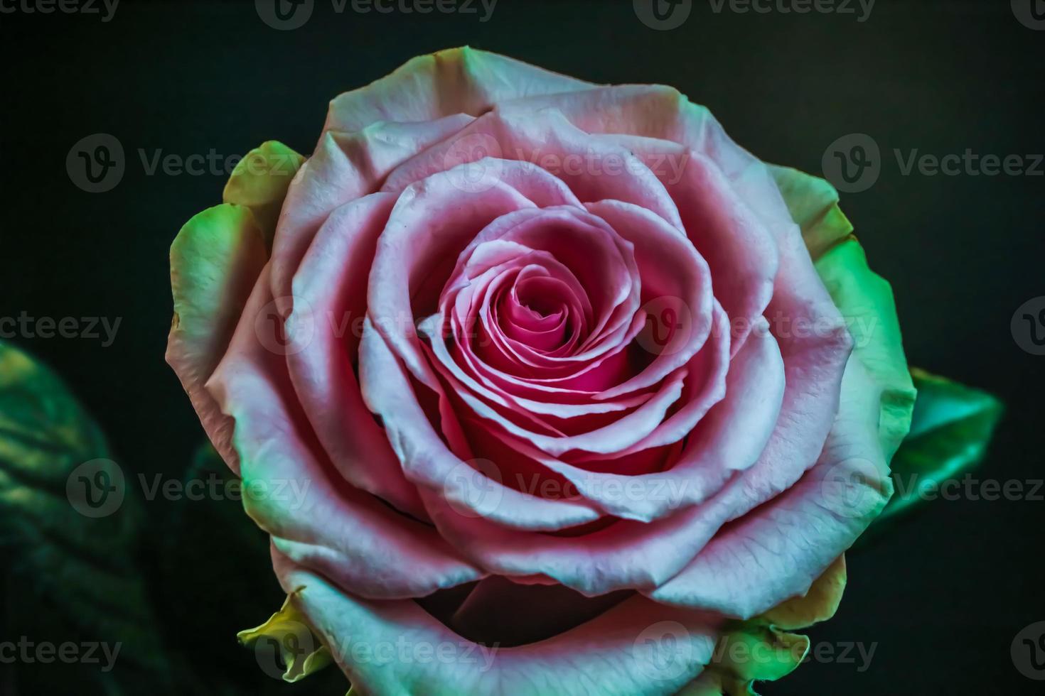 Tea Rose . Oblique view . Close up photo