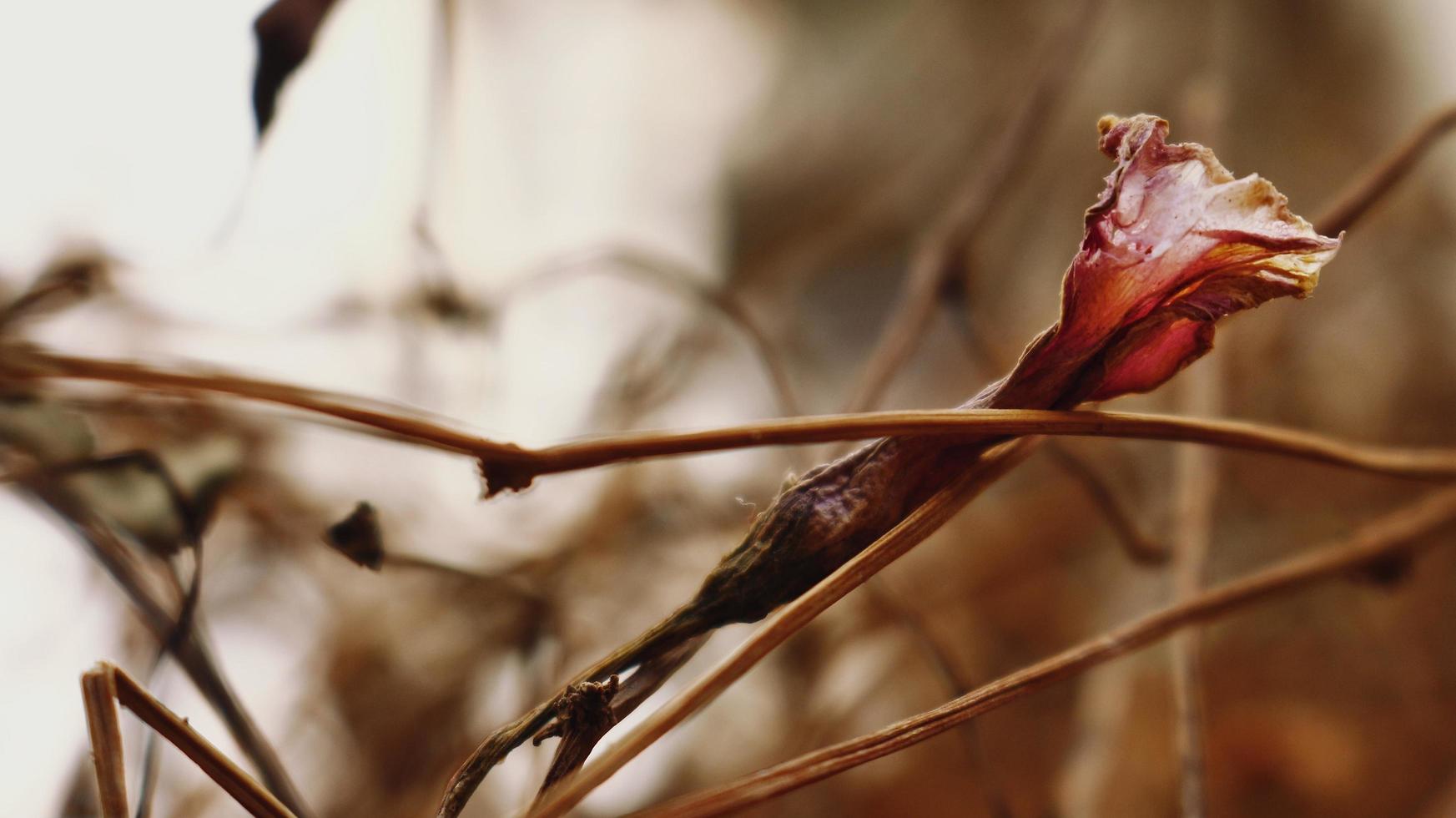 Closeup Of Dried Leaves and Twigs In Forest in Karachi Pakistan 2022 photo