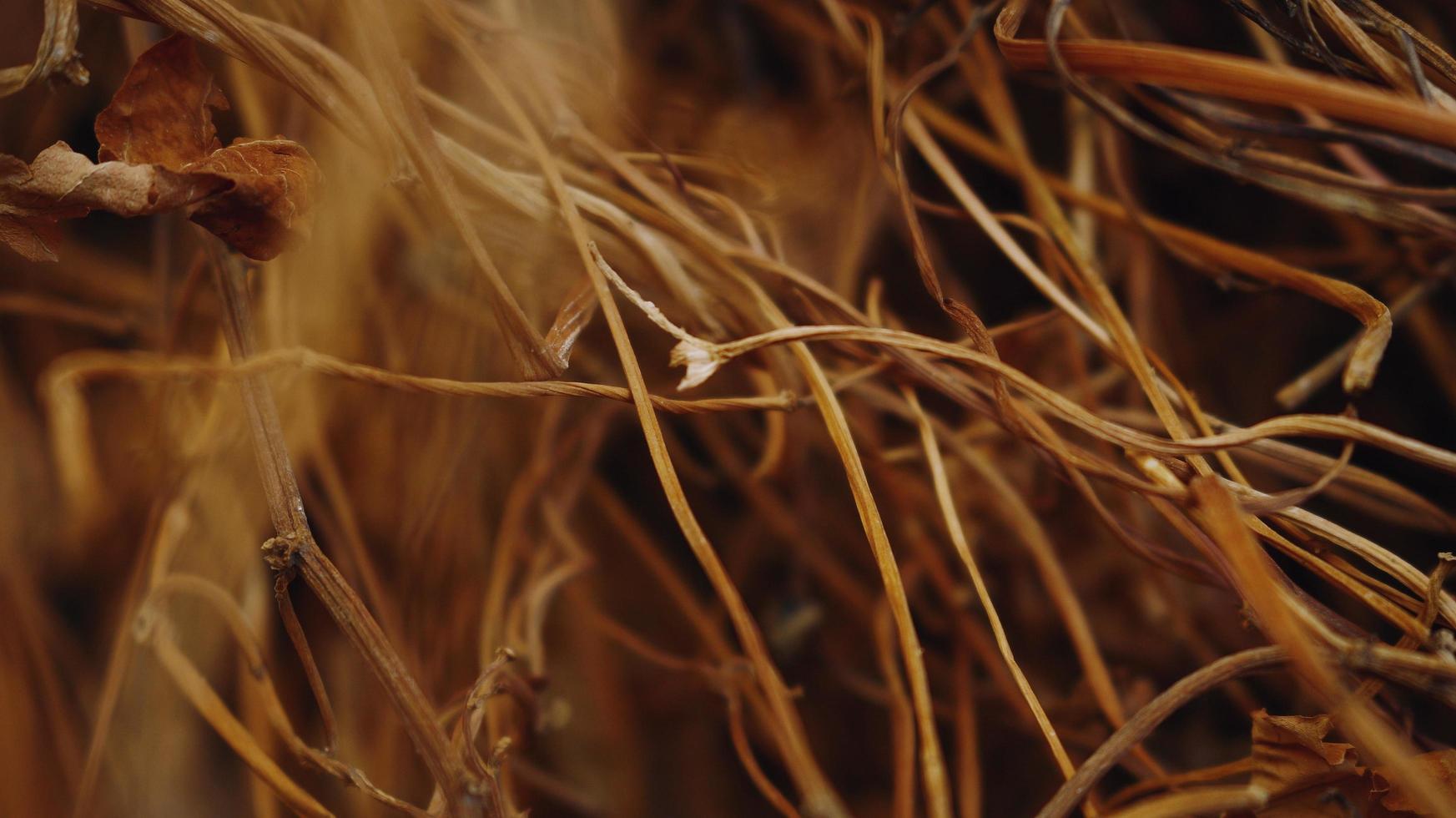 Closeup Of Dried Leaves and Twigs In Forest in Karachi Pakistan 2022 photo