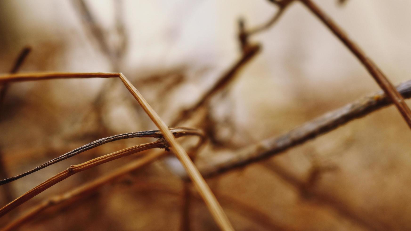 Closeup Of Dried Leaves and Twigs In Forest in Karachi Pakistan 2022 photo