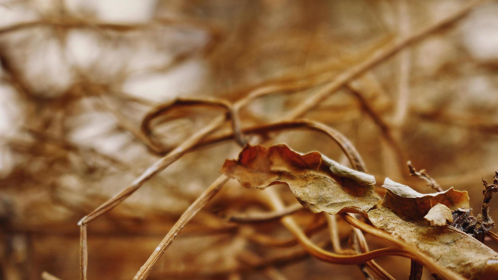 Closeup Of Dried Leaves and Twigs In Forest in Karachi Pakistan 2022 photo