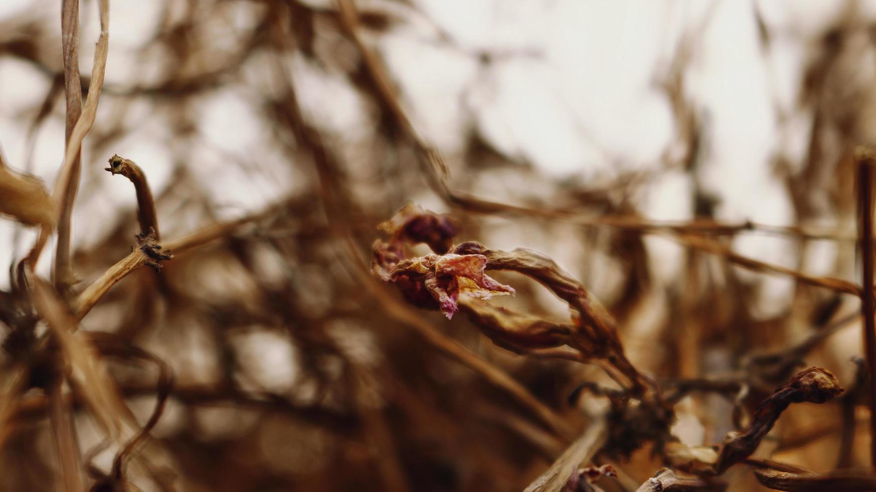 Closeup Of Dried Leaves and Twigs In Forest in Karachi Pakistan 2022 photo