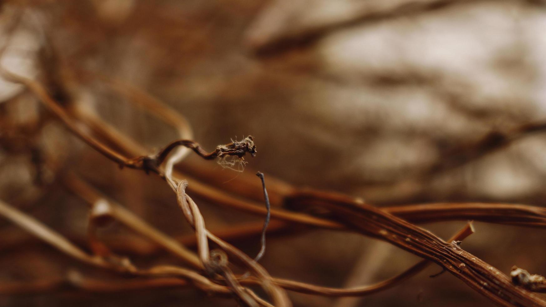 Closeup Of Dried Leaves and Twigs In Forest in Karachi Pakistan 2022 photo