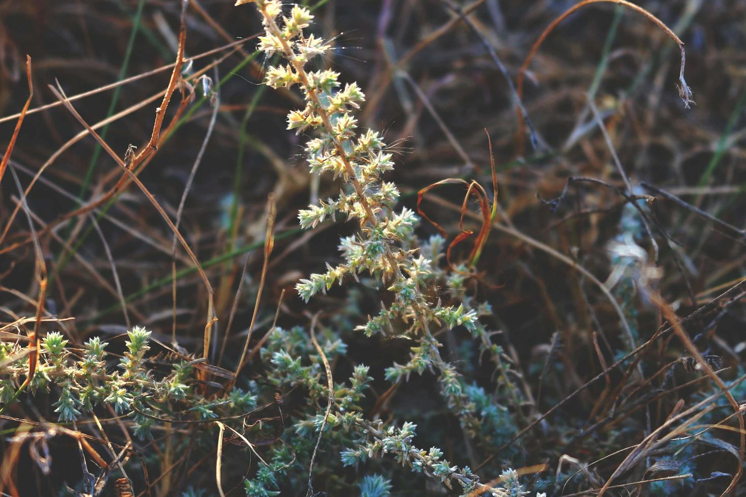 Closeup Of Bushes and Twigs In Garden Under Sunlight in Karachi Pakistan 2022 photo