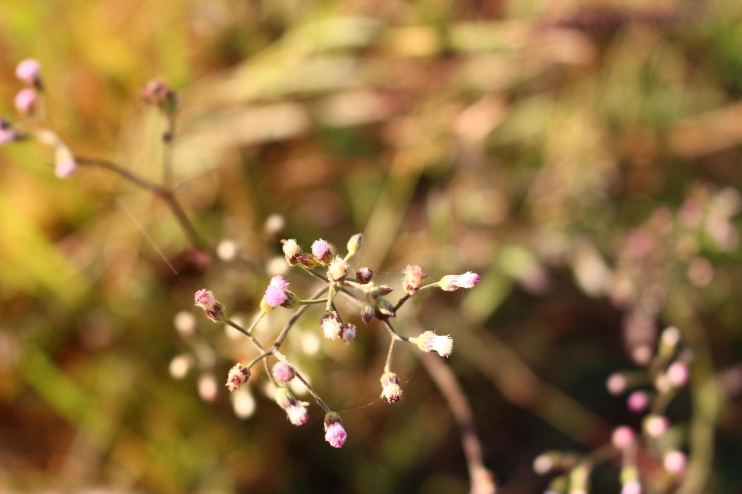 Closeup Of Bushes and Twigs In Garden Under Sunlight in Karachi Pakistan 2022 photo