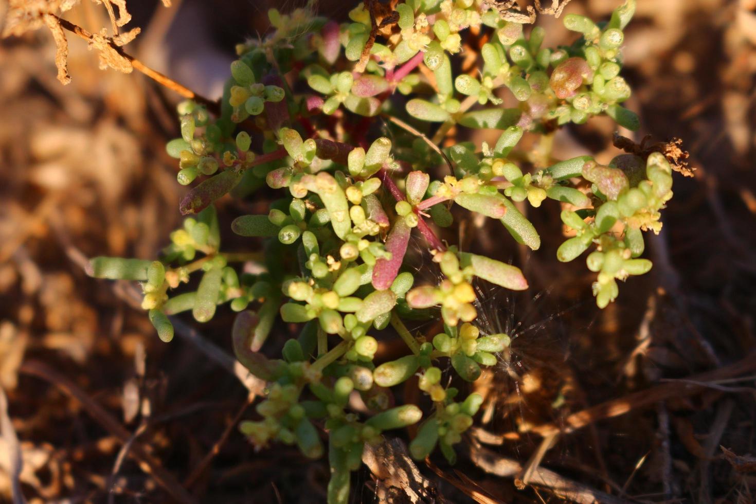 Closeup Of Bushes and Twigs In Garden Under Sunlight in Karachi Pakistan 2022 photo