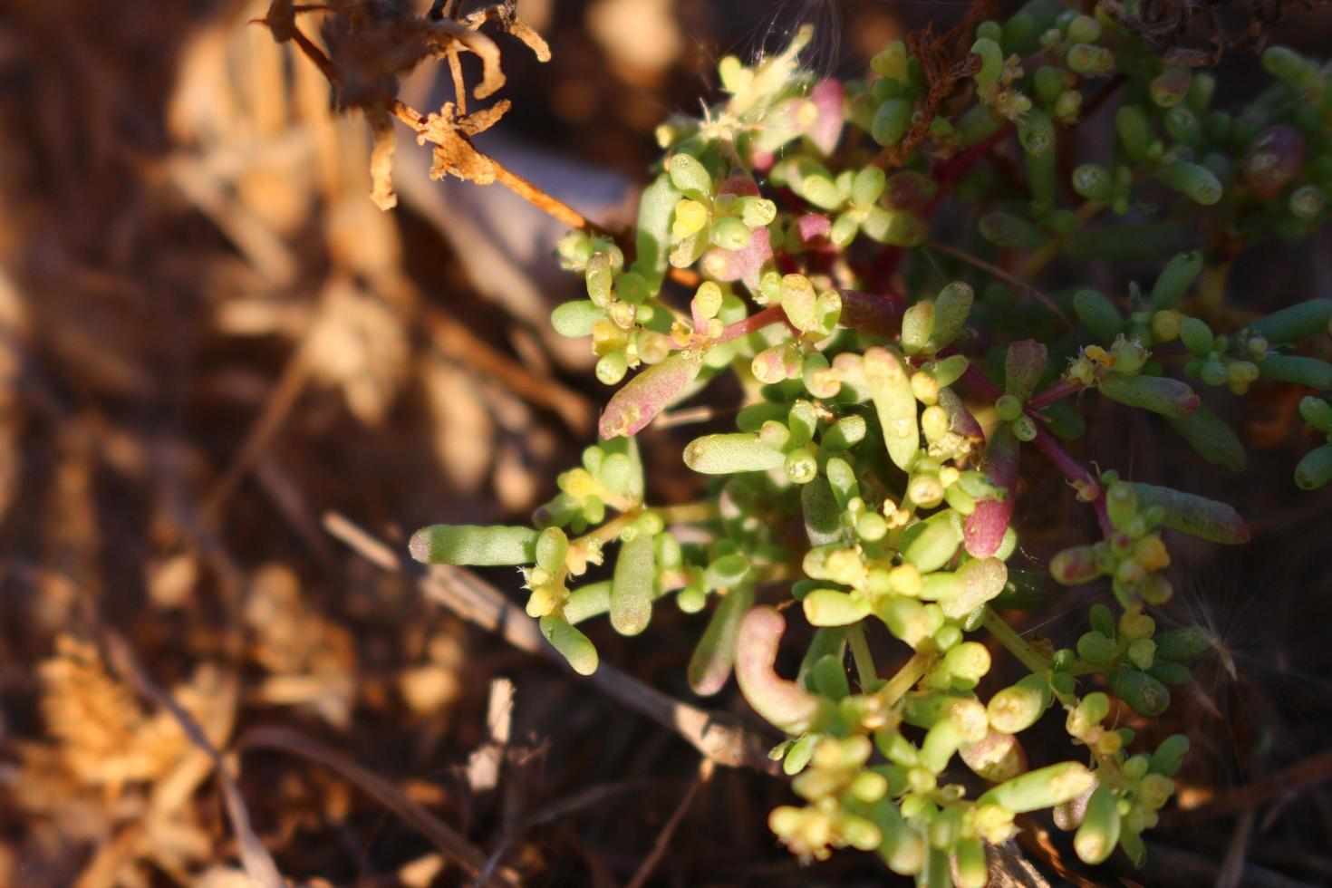 Closeup Of Bushes and Twigs In Garden Under Sunlight in Karachi Pakistan 2022 photo