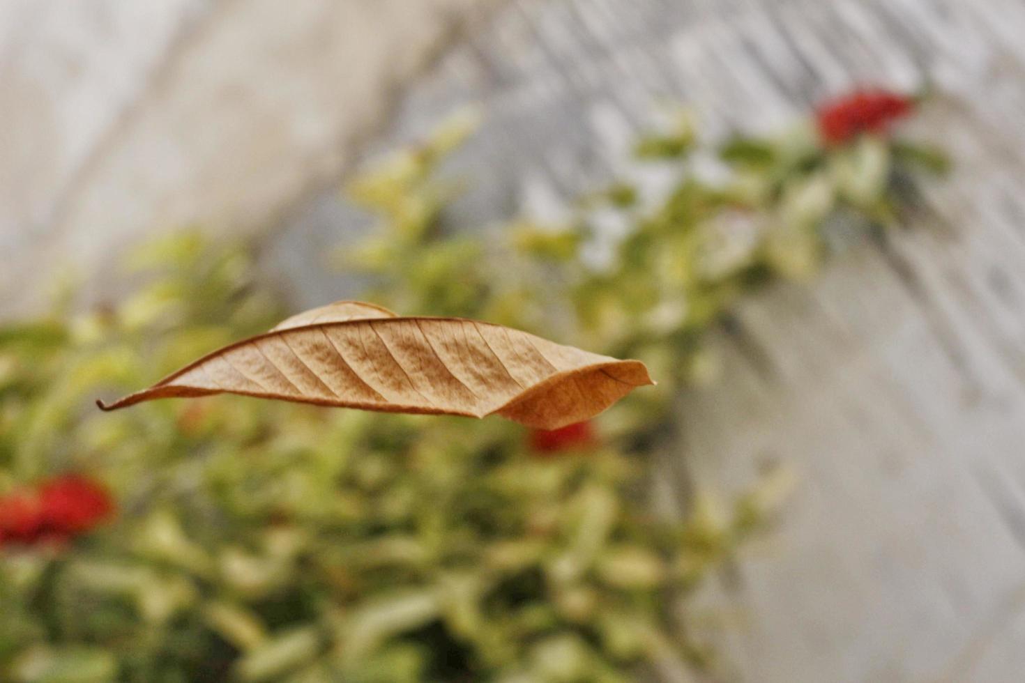 Dry Leaf Falling From Tree In Mid Air Shot In Karachi Pakistan 2022 photo