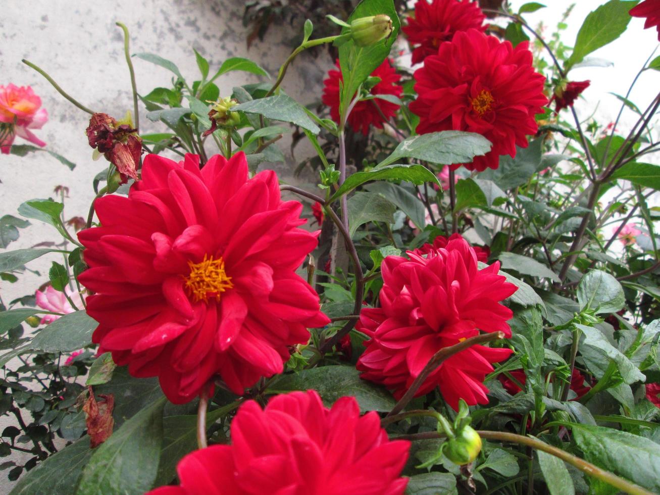 Closeup Shots Of Bright Colorful Flowers in Botanical Garden in Karachi Pakistan 2022 photo