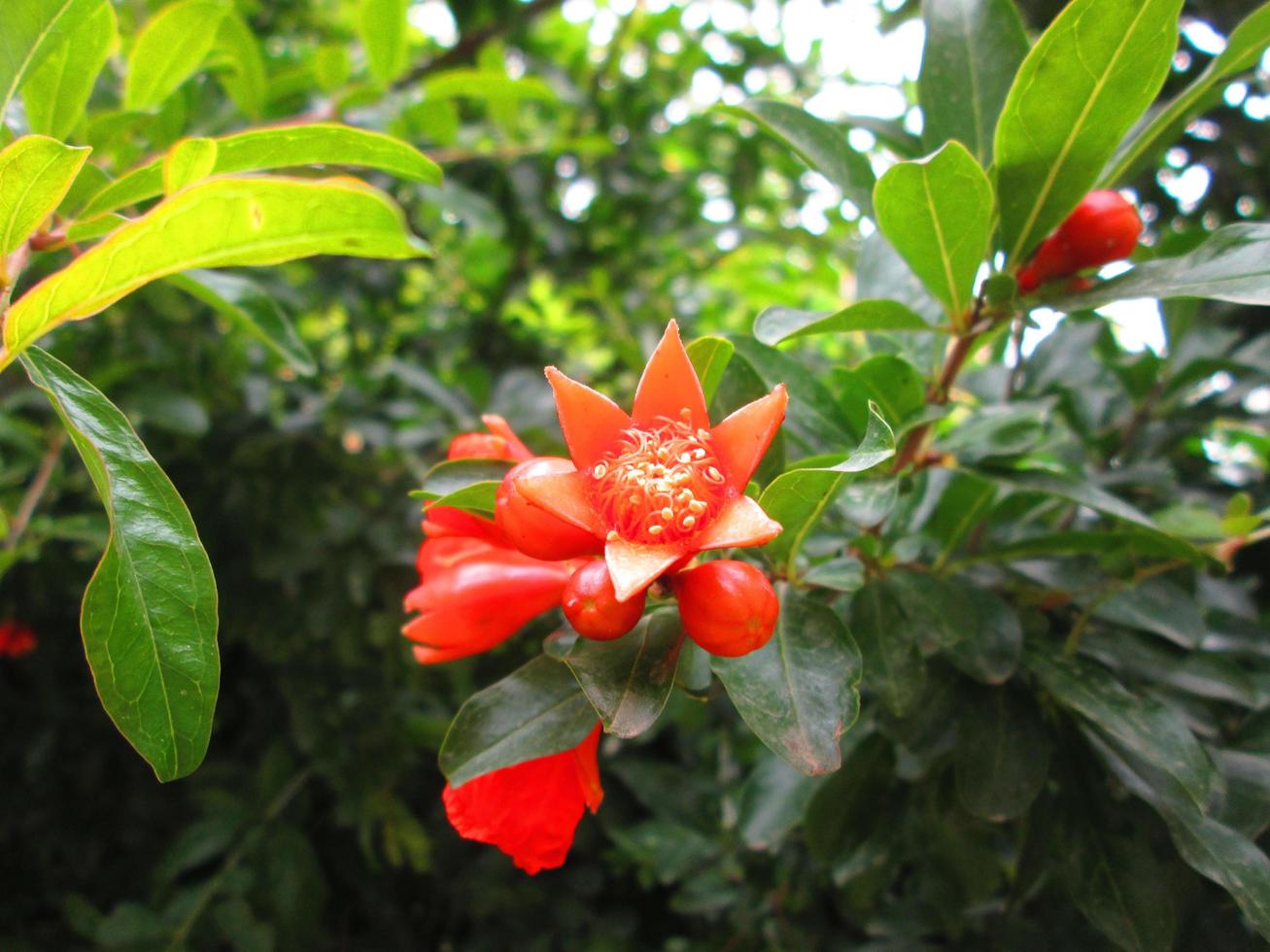 Closeup Shots Of Bright Colorful Flowers in Botanical Garden in Karachi Pakistan 2022 photo