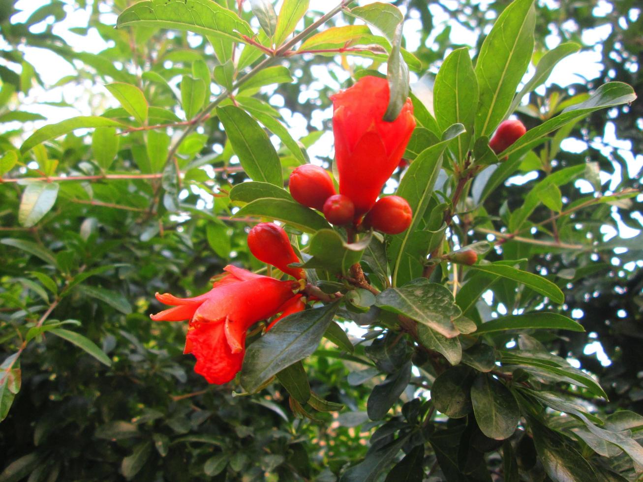 Closeup Shots Of Bright Colorful Flowers in Botanical Garden in Karachi Pakistan 2022 photo