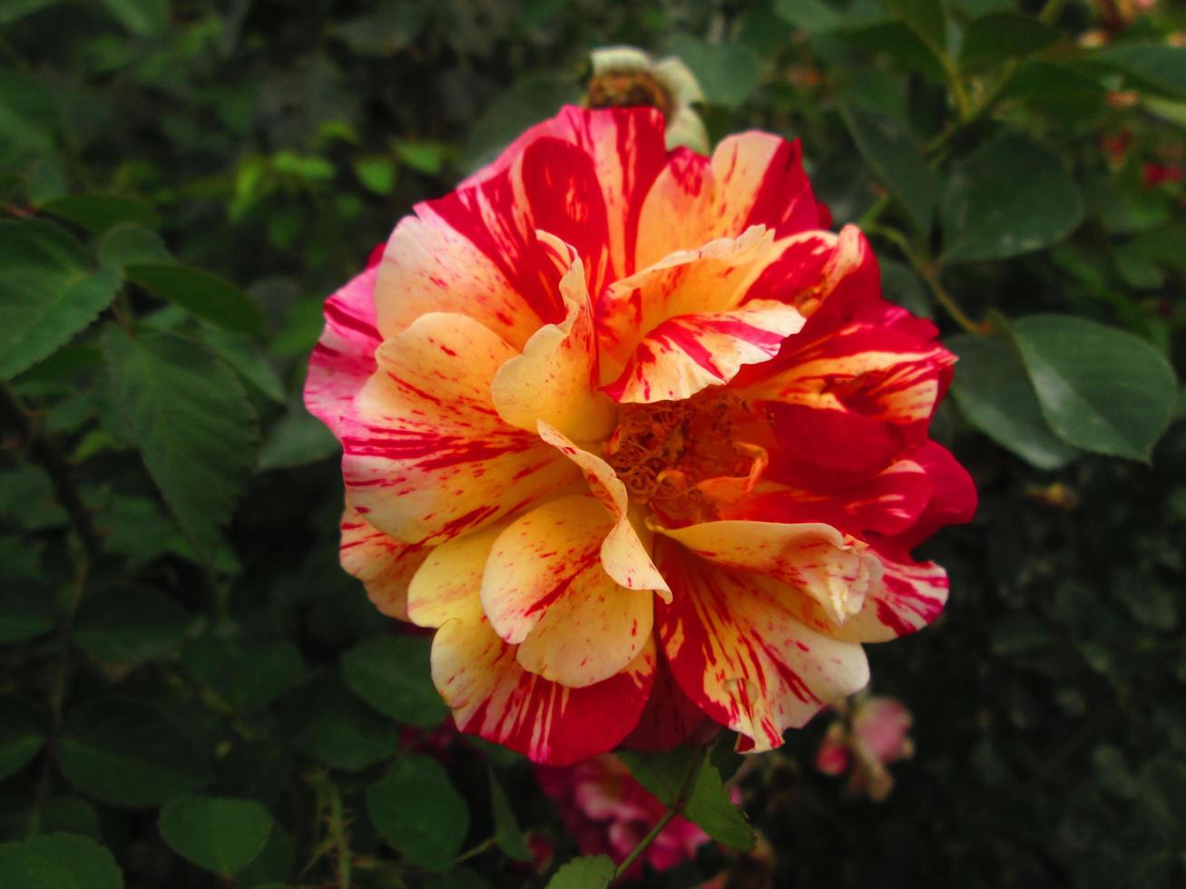Closeup Shots Of Bright Colorful Flowers in Botanical Garden in Karachi Pakistan 2022 photo