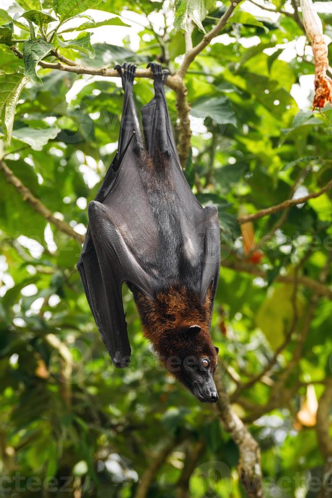 lindo zorro volador colgando del árbol foto