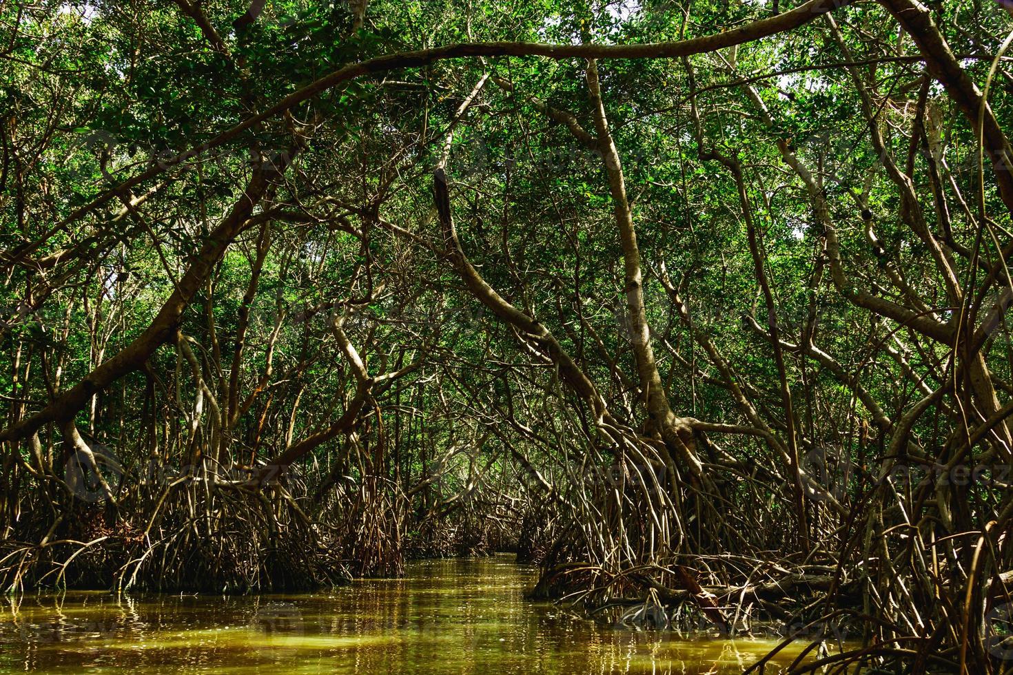 River in the forest with a mangrove trees photo