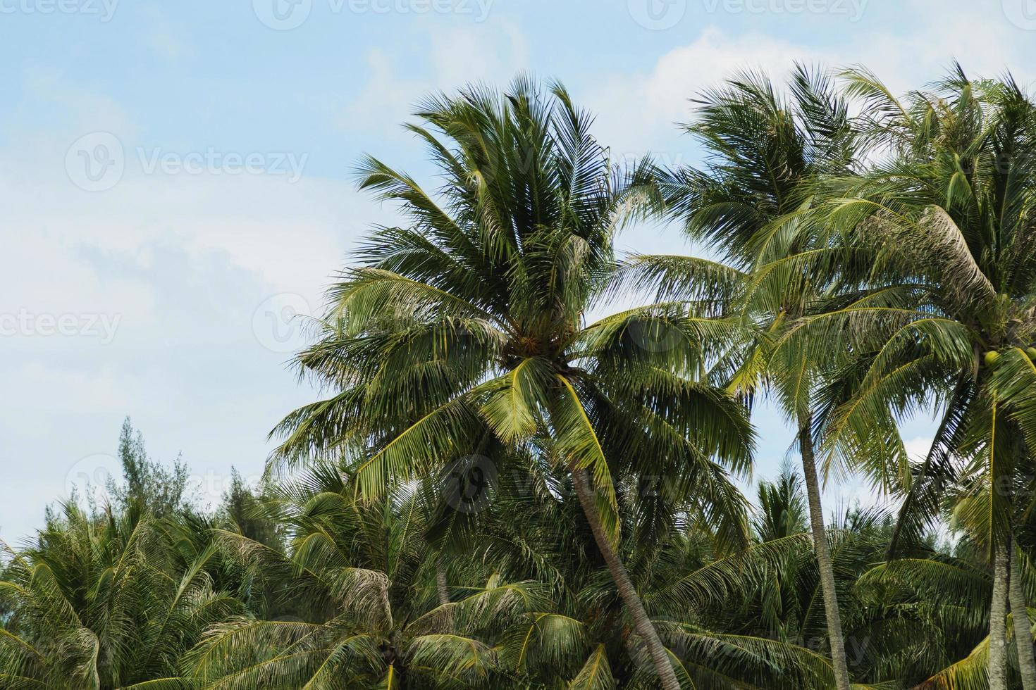 Beautiful view of the green palm trees photo