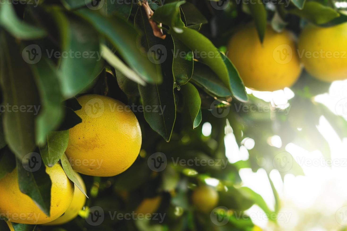 Ripe grapefruits on the small evergreen tree photo