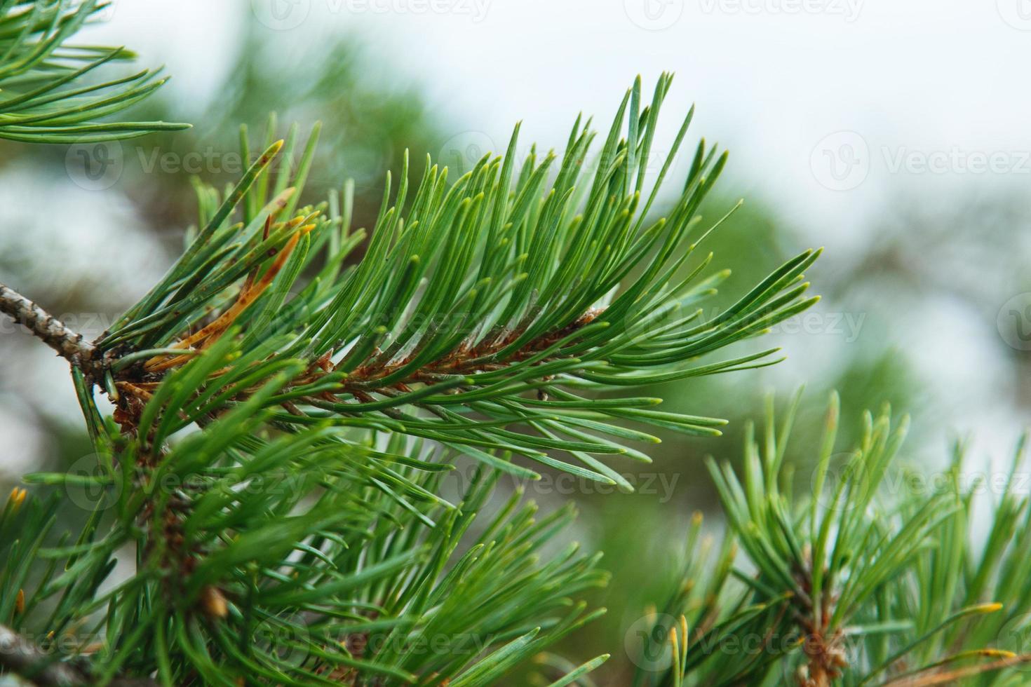 Closeup shot of pine branch with green conifer needles. photo
