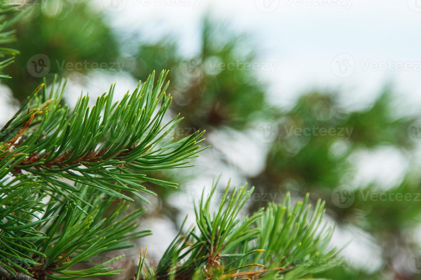 primer plano de la rama de pino con agujas de coníferas verdes. foto