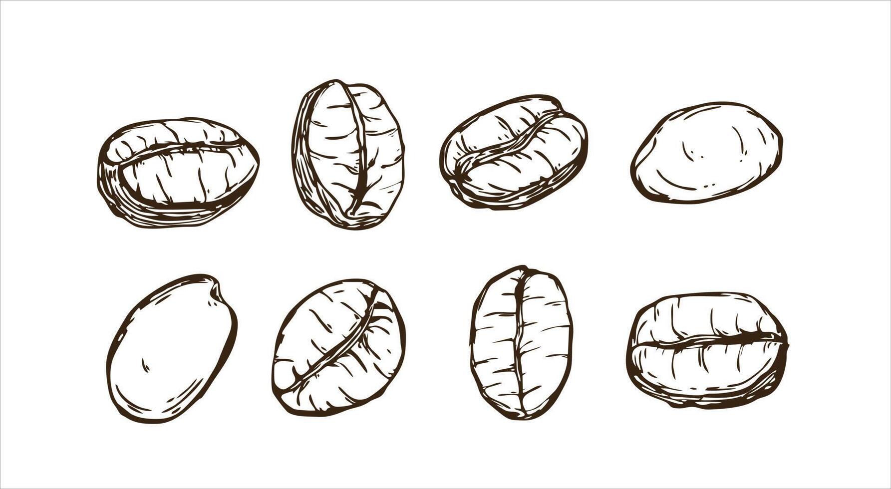 painted coffee beans, sketch, vector drawing, perfect ingredients, hand