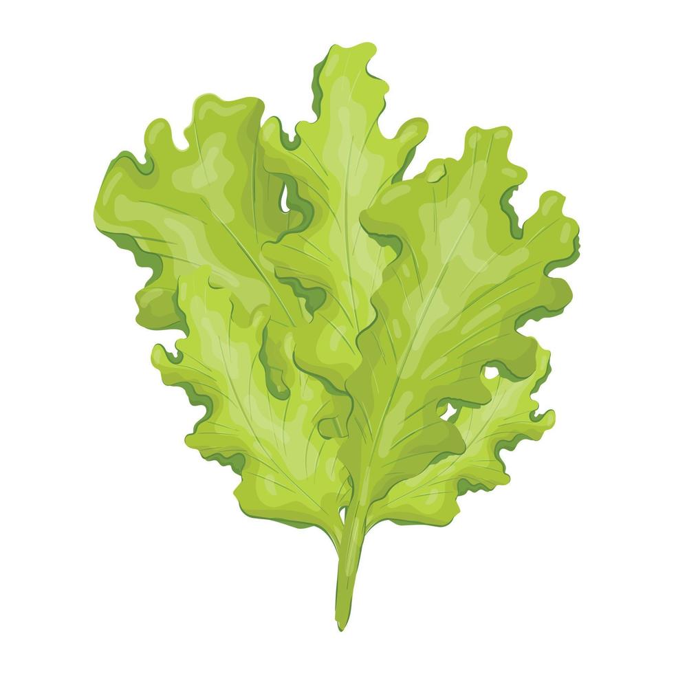 ilustración vectorial aislada de hoja de lechuga natural. alimentos frescos, sanos y saludables de la granja o el jardín. vector