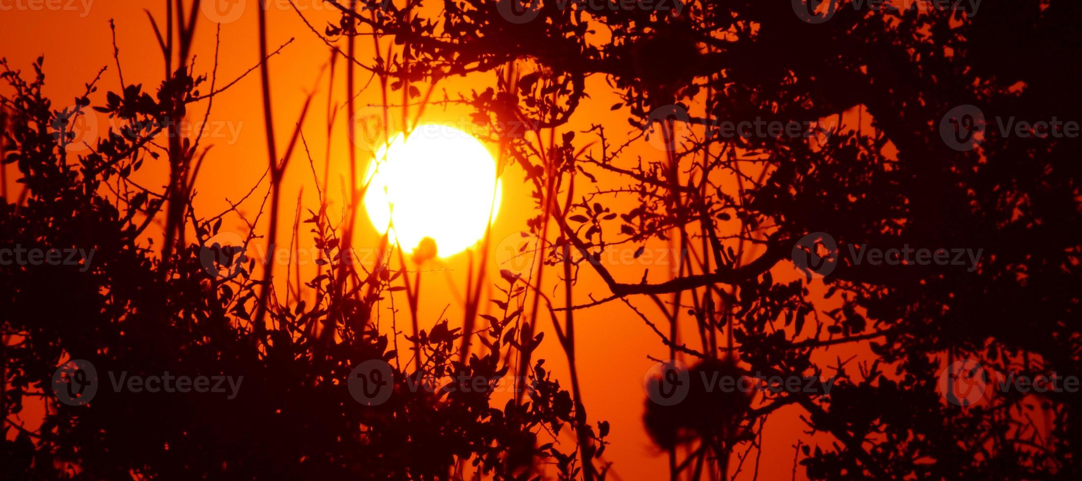 Red sunset through the silhouette of the branches and leaves of a tree photo