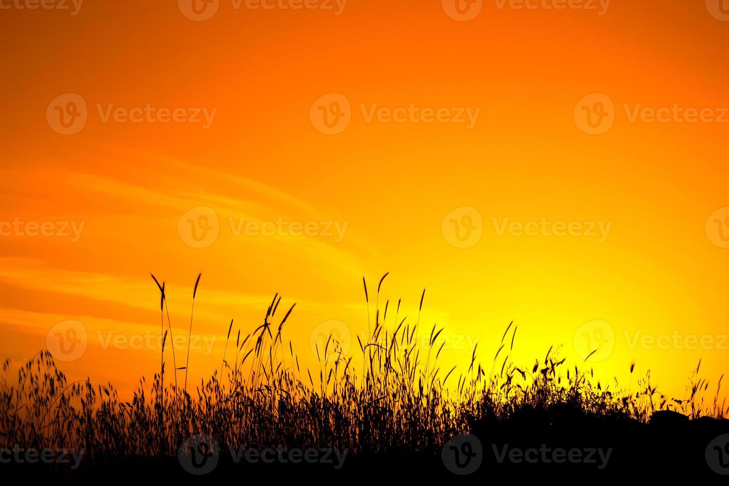 puesta de sol amarilla y naranja con mazorcas de maíz en primer plano. hermosa puesta de sol naranja con silueta de trigo. foto