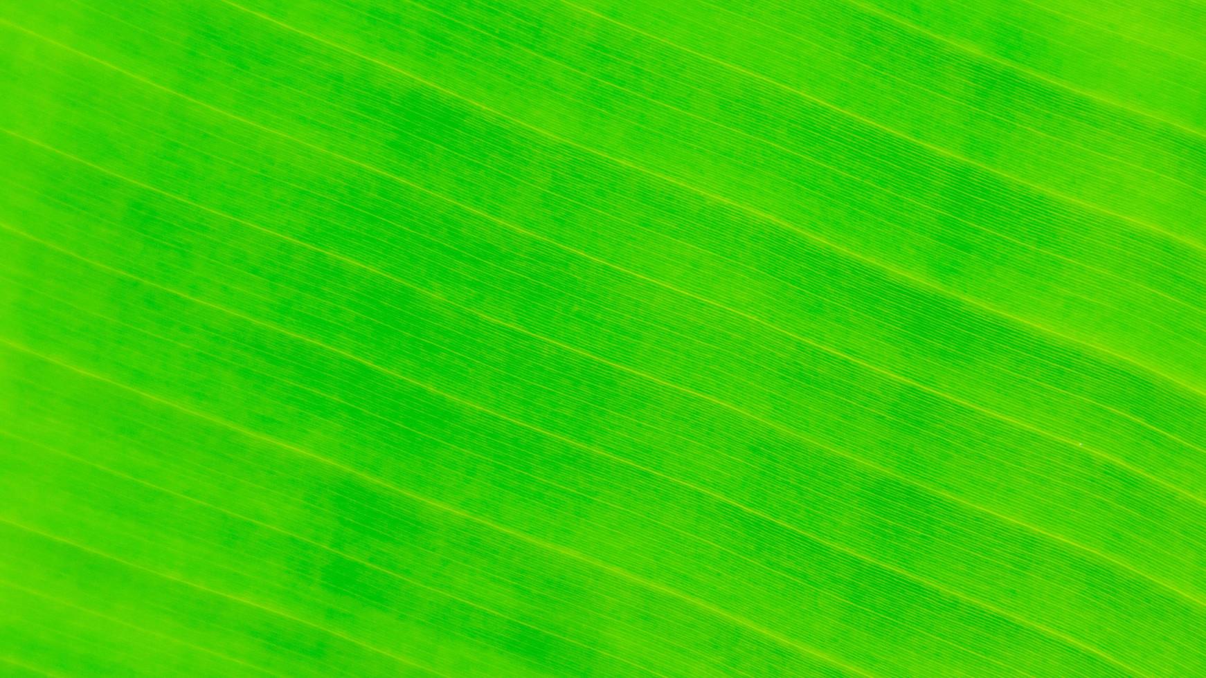 Banana leaf texture as a background photo