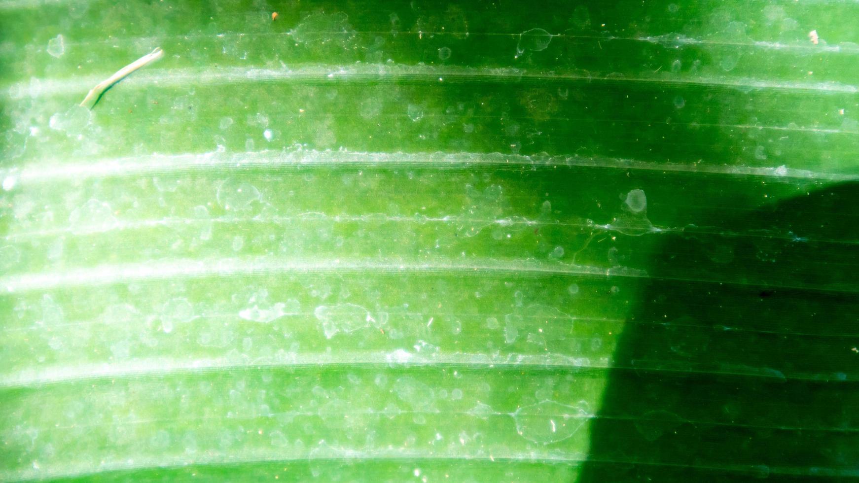 Banana leaf texture as a background photo