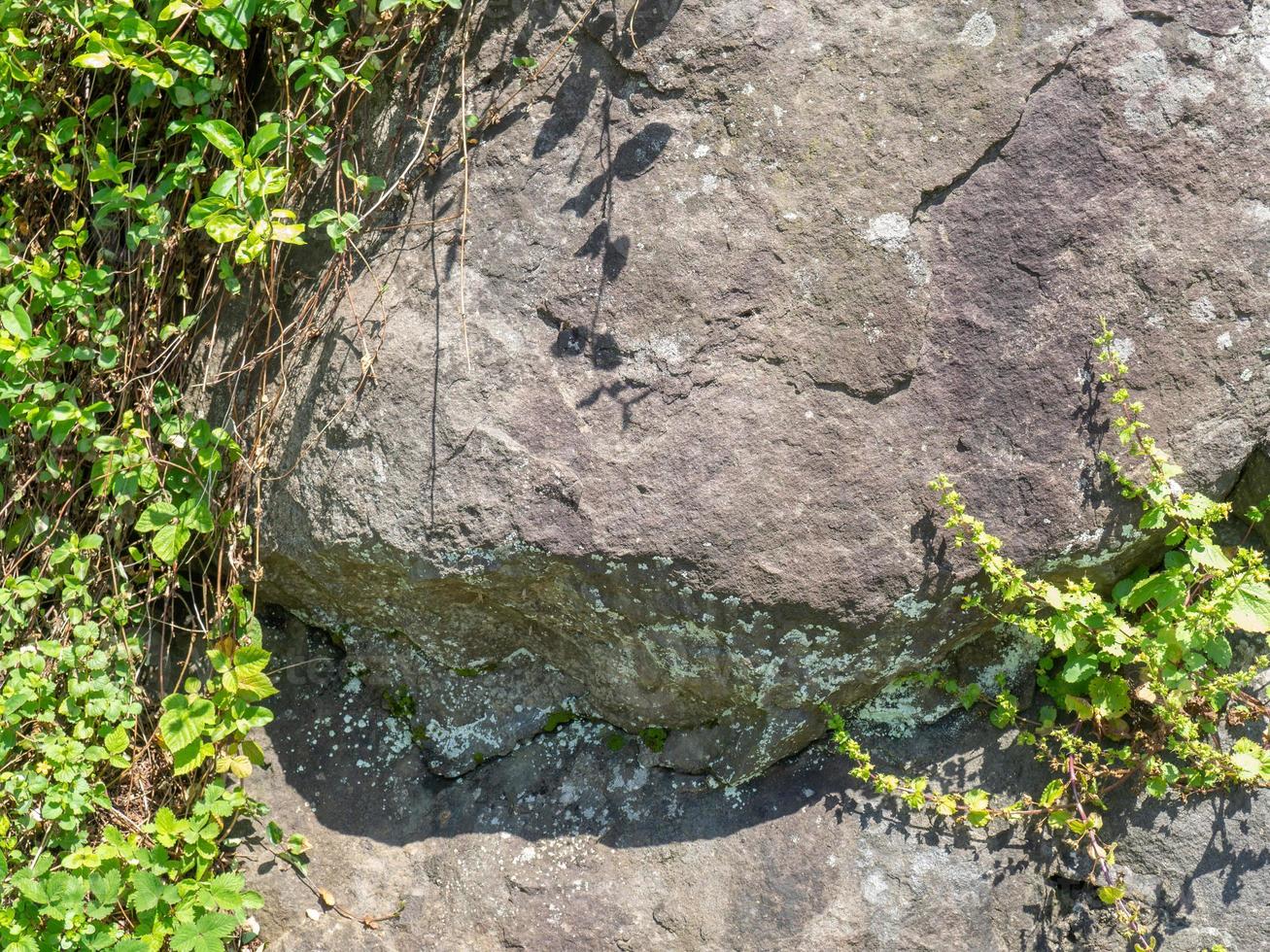 Structure of black stone.  . Solid natural material. Hillside. Plants and mosses on the stone photo