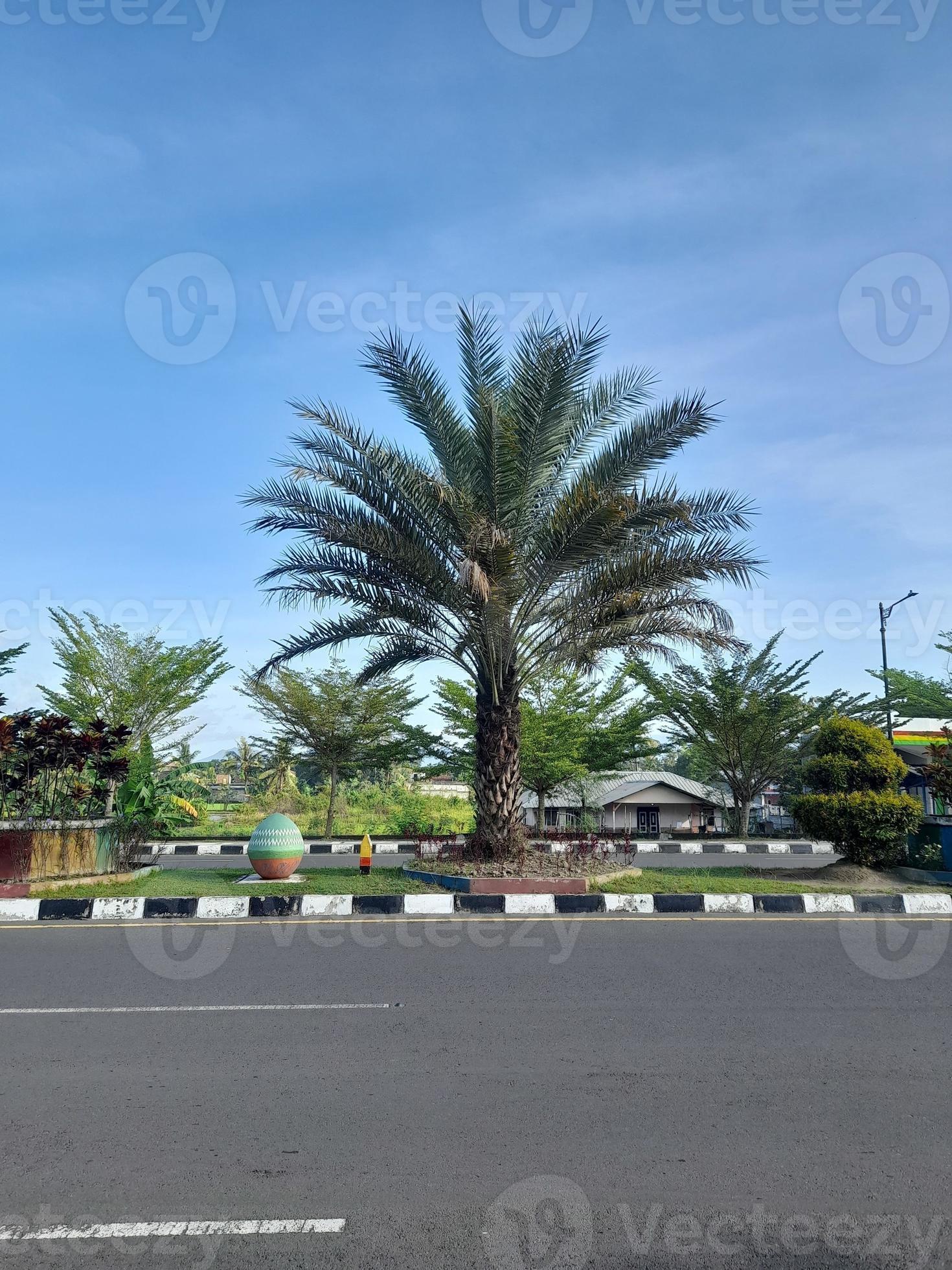 Date Palms As A Plant In The Median Of The Road 16266230 Stock Photo At date-palms-as-a-plant-in-the-median-of-the-road-16266230-stock-photo-at