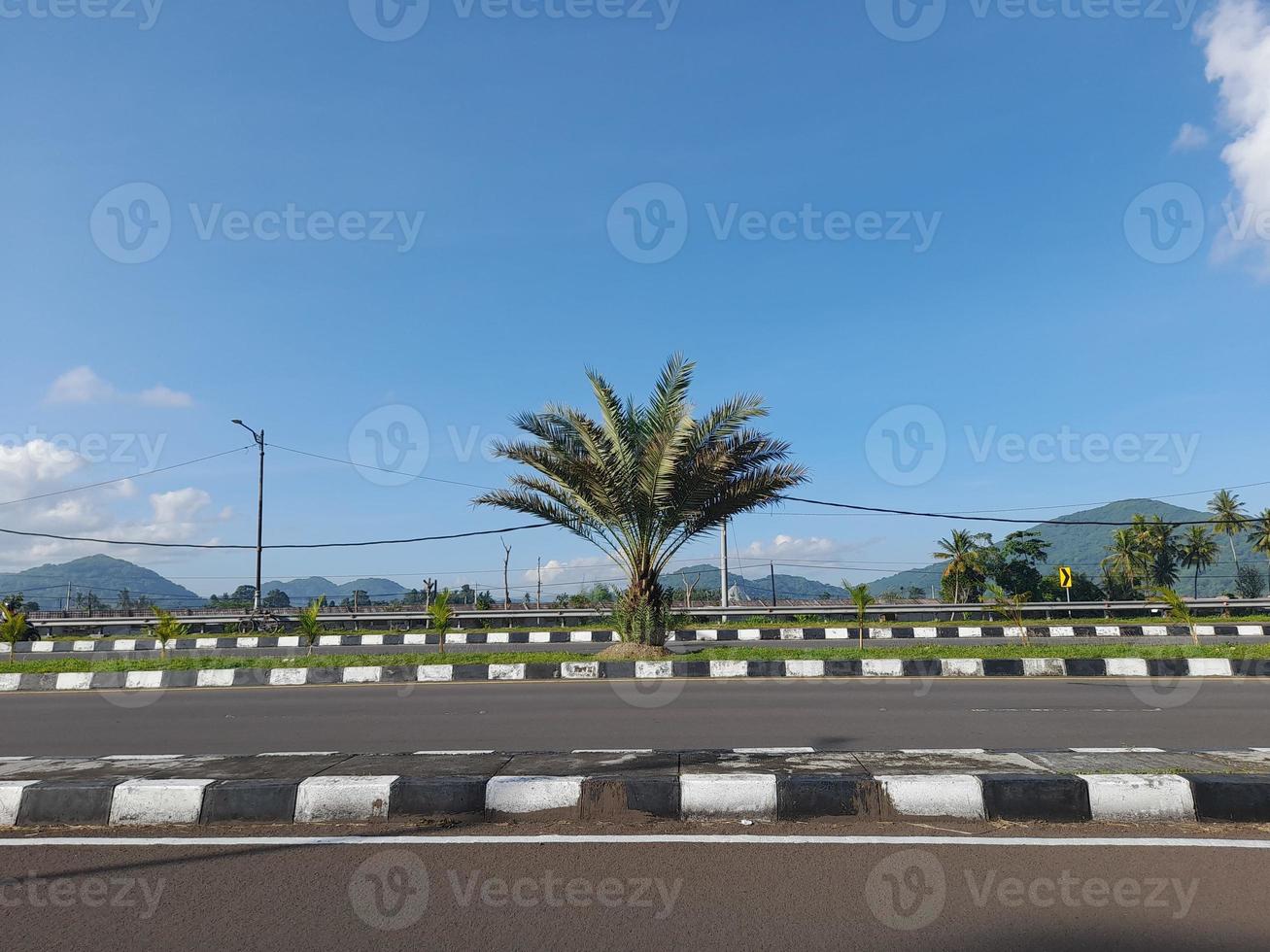 Date palms as a plant in the median of the road photo