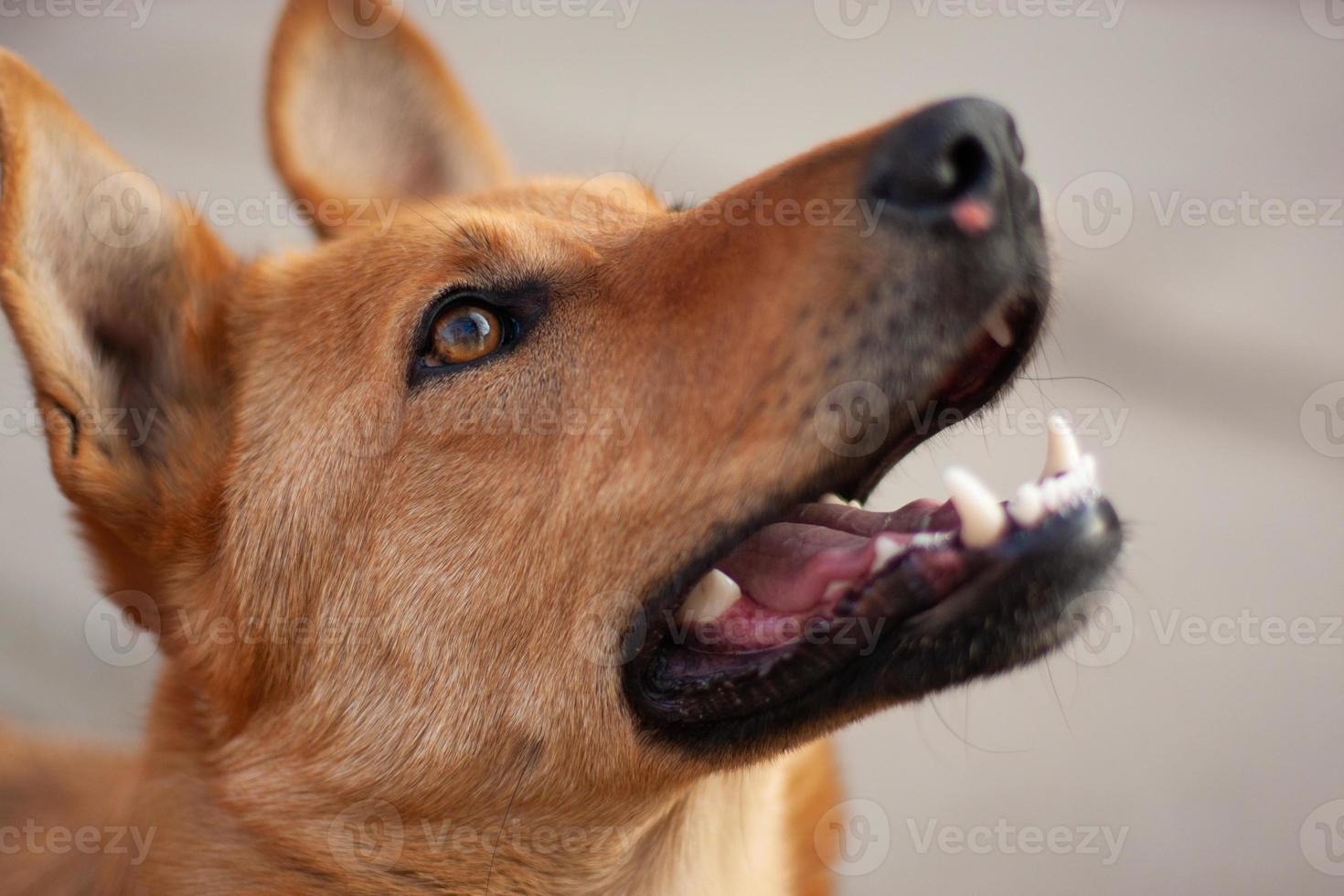 beautiful close-up portrait of a dog photo