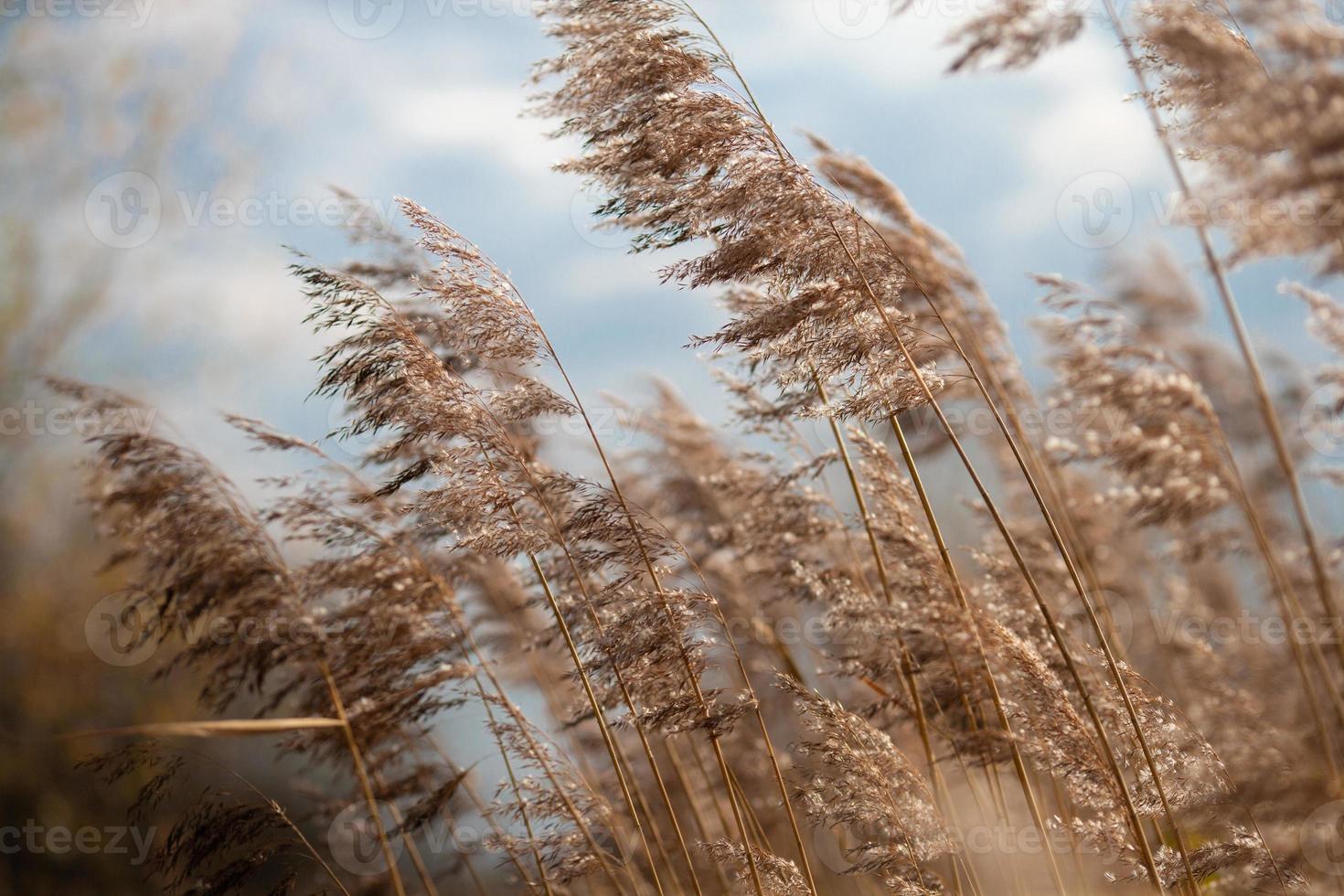 dry grass reeds in the wind photo