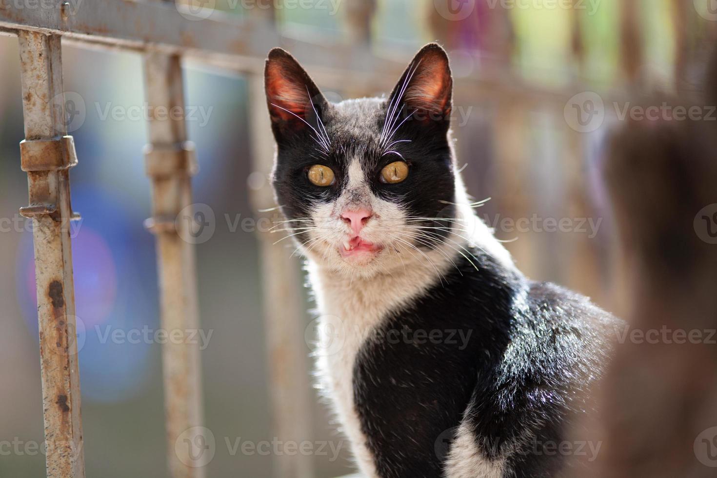 a beautiful cat walks on the streets of the city. photo