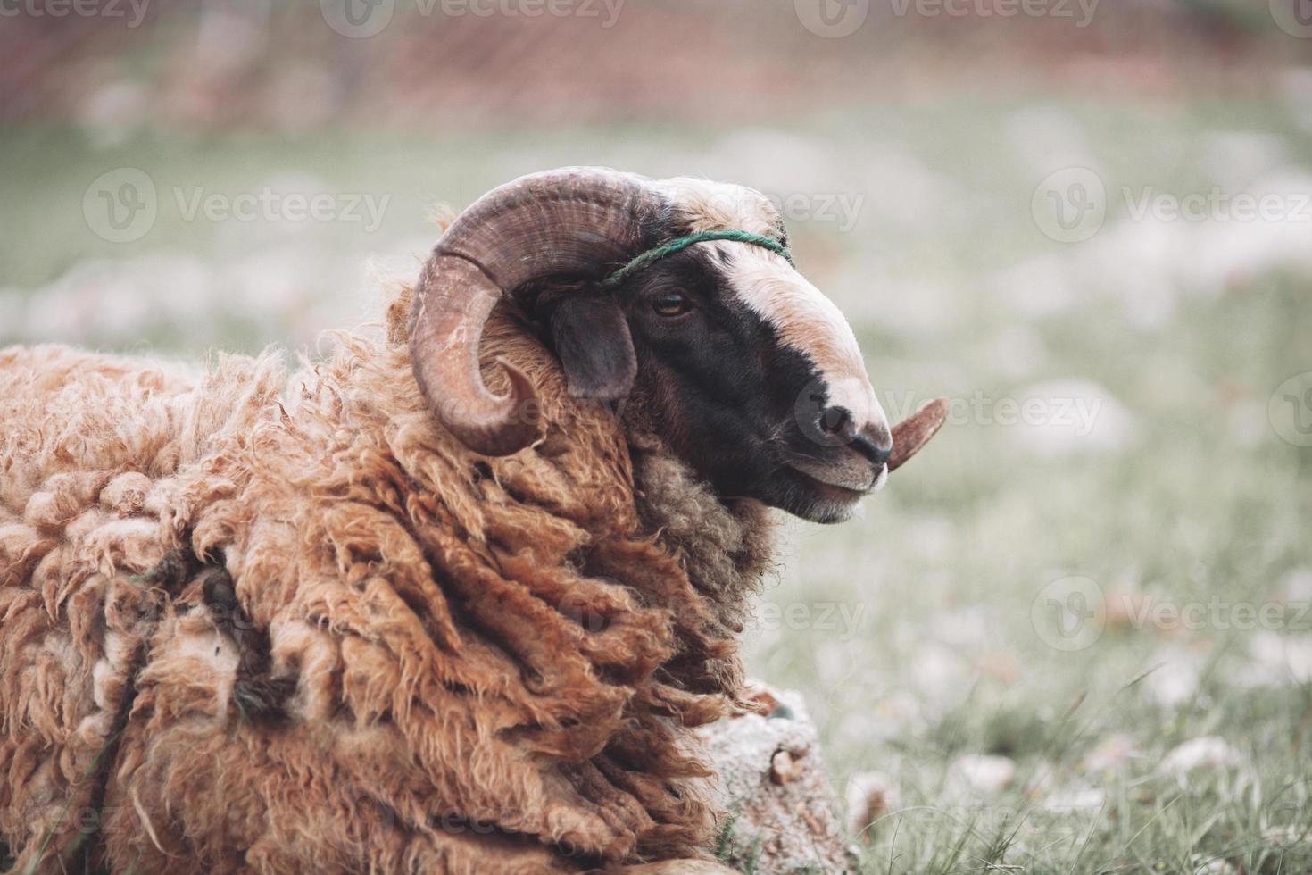 an adult ram with curled horns spoils in the pasture. photo