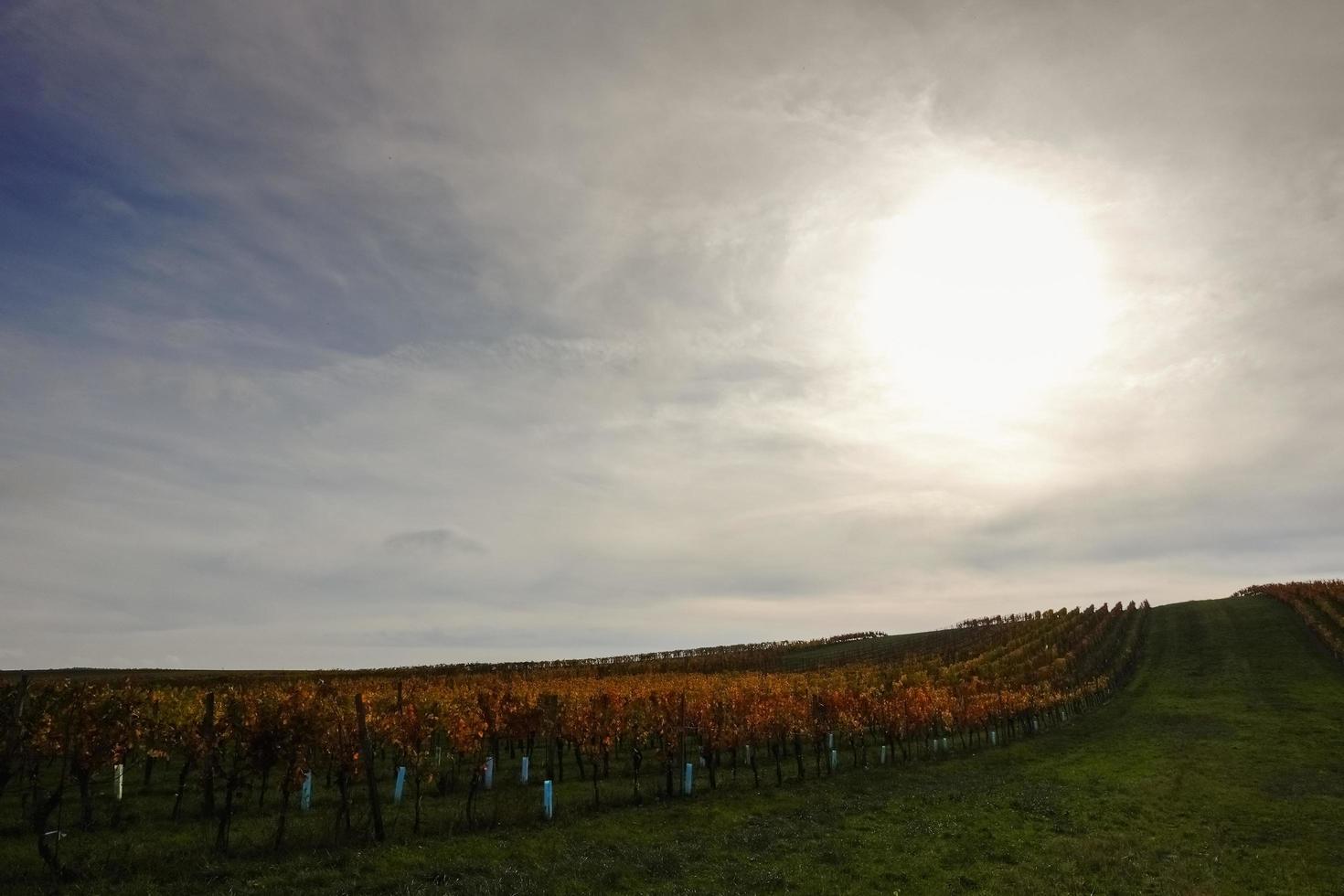 colorful vineyards with green meadow and soft clouds with sun photo