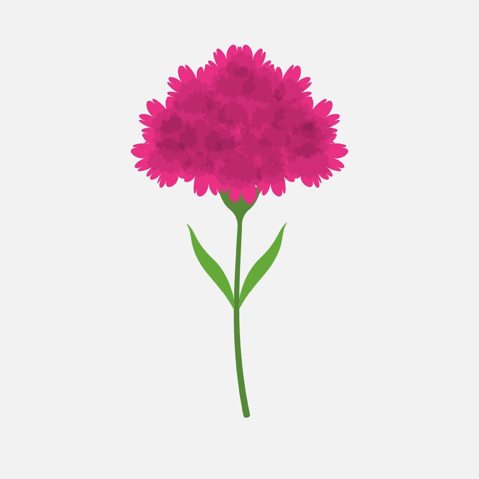 Color carnation flower plant isolated flat design. vector