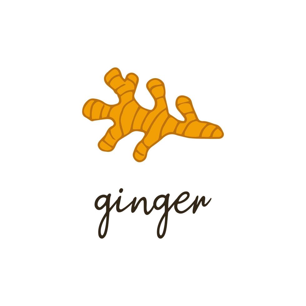 Ginger root spice icon. Hand drawn vector isolated