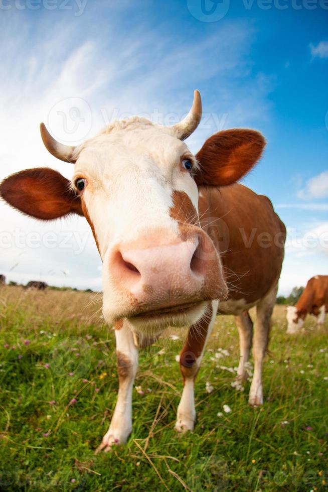 una vaca divertida con una cabeza grande foto