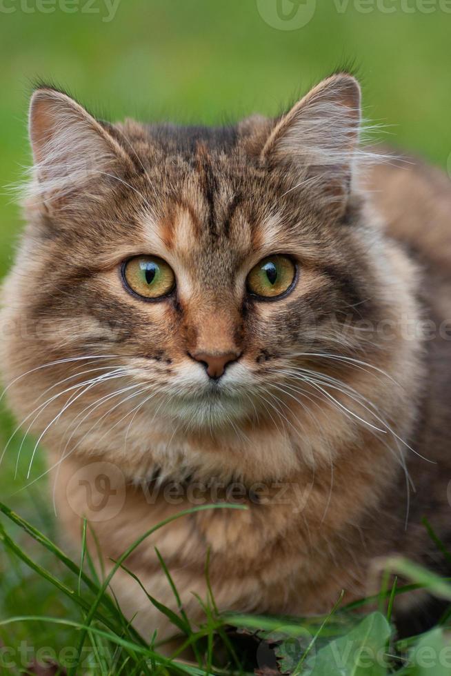 close-up portrait of a beautiful cat photo