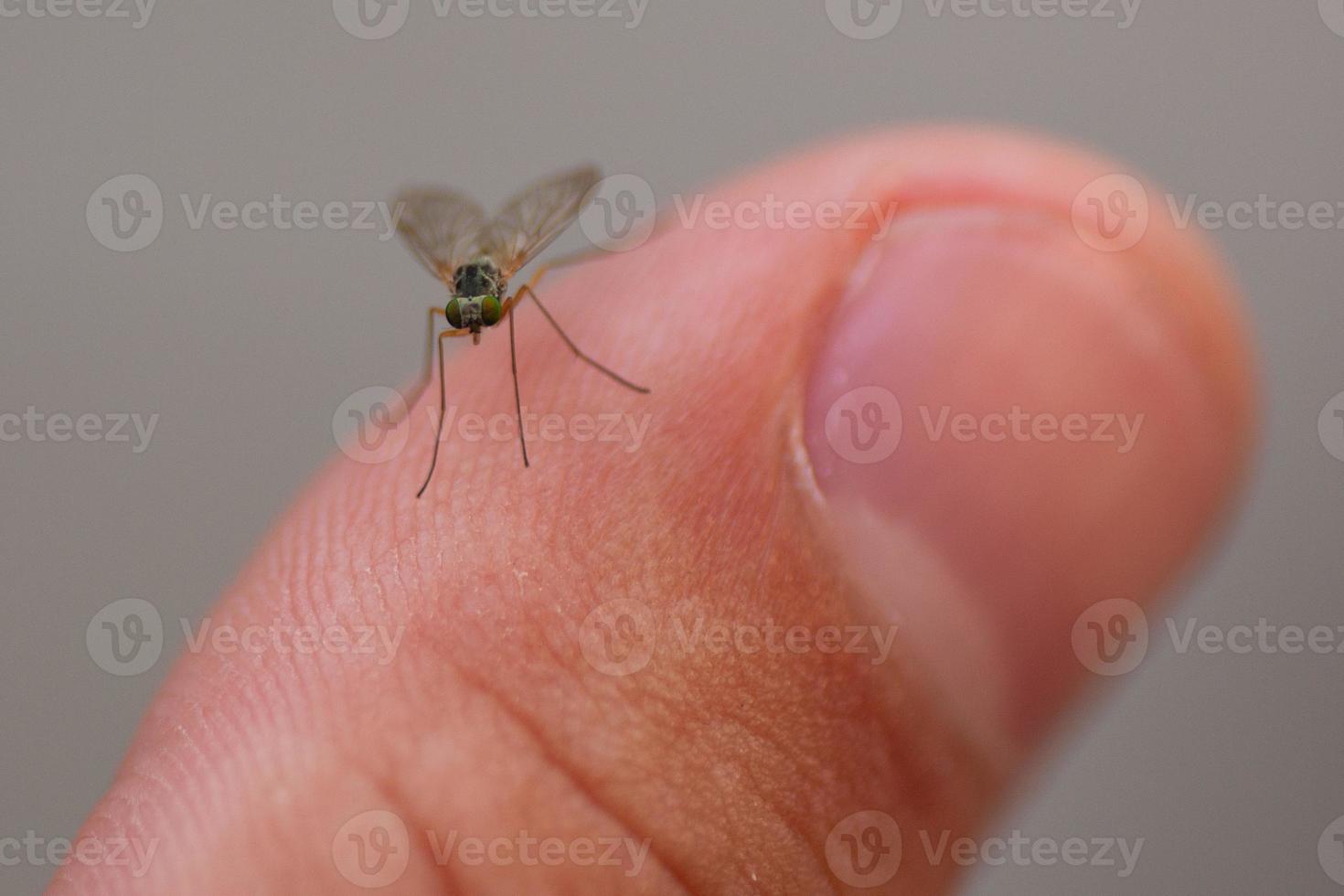 close up of a fly insect photo